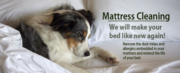 dog_bed.jpg