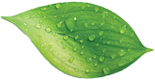 fresh-leaf.png